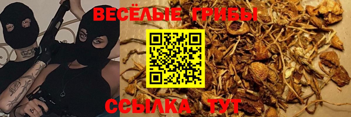 Псилоцибиновые грибы ЛСД Петрозаводск
